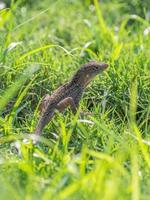 Close up of a cuban brown anole lizard on a sunny day. photo