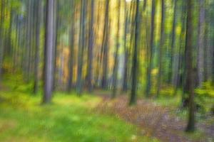 Trees in the forest photo