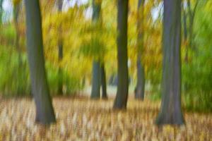 Trees in the park photo