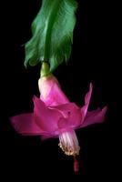 Christmas cactus flower photo