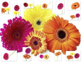 Beautiful Gerbera flowers photo