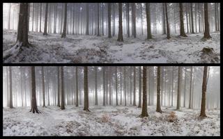 Winter forest in kolase photo