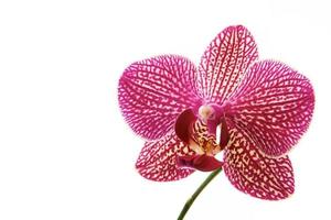 hermosa flor de orquídea foto