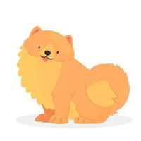 The Pomeranian breed dog sits with his tongue sticking out. The character is a dog isolated on a white background. Vector animal illustration.