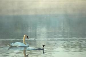 Swan the morning pond photo