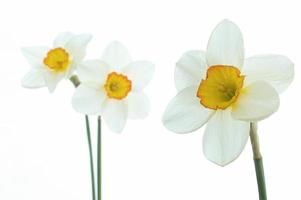 White daffodil flowers photo