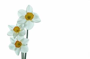 White daffodil flowers photo