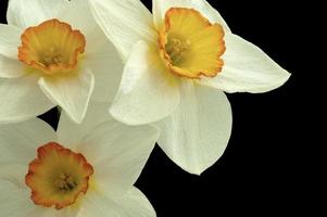 Beautiful daffodil flowers photo