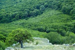 hermoso verde en el bosque foto