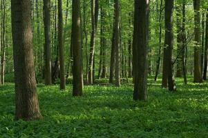 Spring deciduous forest photo