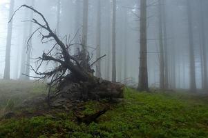 en el bosque de abetos foto