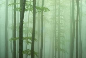 Beech forest in forest photo