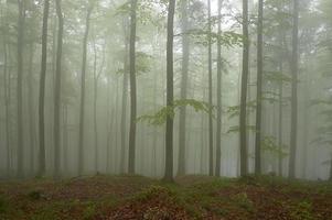 Beechwood and fog photo