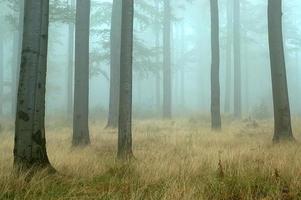 bosque de hayas y niebla foto