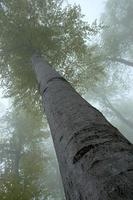 Insight into the treetops photo