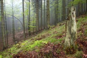 en el bosque de abetos foto