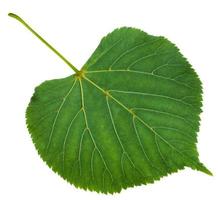 back side of green leaf of Tilia platyphyllos tree photo