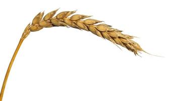 yellow ear of wheat isolated on white photo