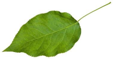 green leaf of Sambucus racemosa elderberry photo