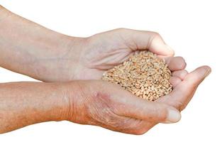male hands hold handful with wheat seeds photo