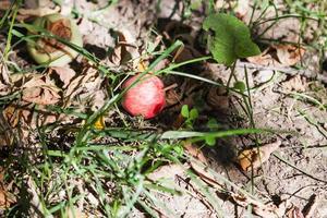 fallen ripe apples on dry ground photo