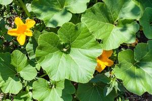 vista anterior de las flores y las hojas de la planta de calabaza foto