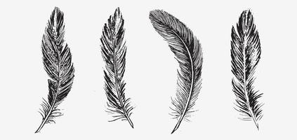 Feathers. Hand drawn sketch illustrations. vector