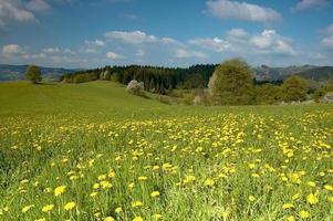 Beautiful spring meadow photo