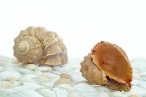 Two of calm shells photo