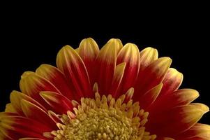 Gerbera  flower photo