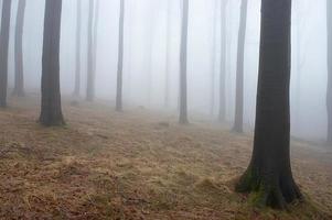 Beechwood and fog photo