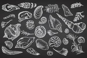 Set of chalk sketch seashells and plants on black board Hand drawn ocean shell or conch mollusk scallop Sea underwater animal fossil Nautical and aquarium, marine theme. Vector illustration