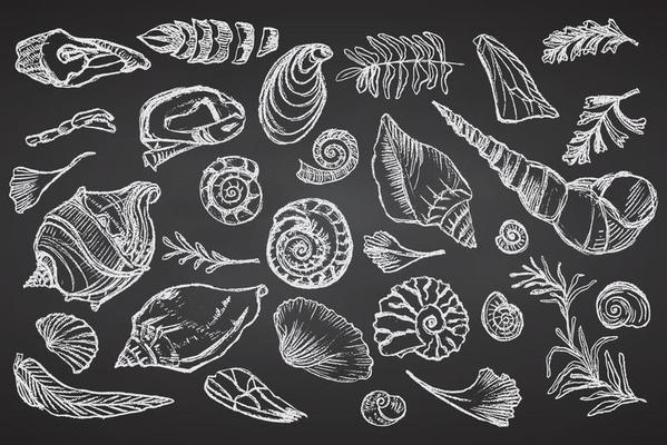 Set of chalk sketch seashells and plants on black board Hand drawn ocean shell or conch mollusk scallop Sea underwater animal fossil Nautical and aquarium, marine theme. Vector illustration