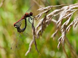 couple of red dragonfly photo