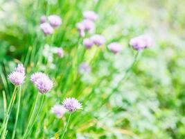 flores rosas de hierba de cebollino en el césped verde de verano foto
