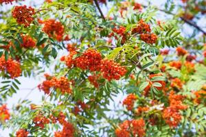 bunches of rowan on green branches of tree and sky photo