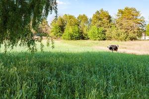 cow is grazing in meadow photo