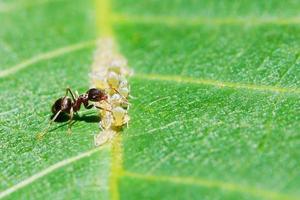 ant collects honeydew from aphids herd on leaf photo