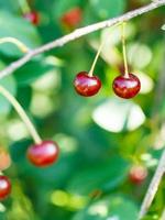 dos frutos maduros de cereza roja se cierran para arriba en el árbol foto