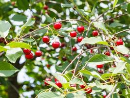 cereza roja en la rama de un árbol en el día de verano foto