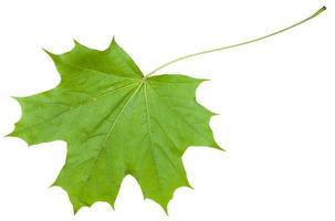 back side leaf of maple tree Acer platanoides photo