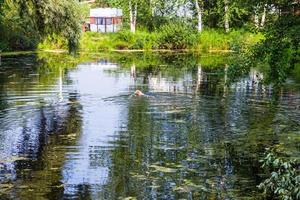 green pond with swimming dog and travel trailer photo