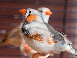 pájaro pinzón de garganta cortada foto