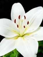 white flower of Lilium candidum Madonna Lily photo