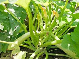 ripe squash in green bush in garden photo