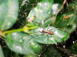 spider on cobweb between boxwood leaves photo