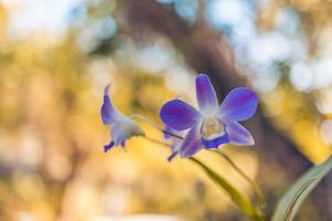 jardín al atardecer con flores de orquídeas moradas y naturaleza boscosa borrosa. primer plano natural abstracto, pétalos florales exóticos, orquídeas florecientes foto