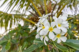 White tropical white yellow flower over beautiful green blurred foliage in island beach, sunny exotic garden. Tranquil nature closeup, romantic, love background. Spa, meditation and inspiration floral photo