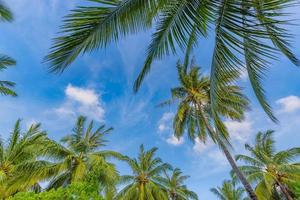 Green palm tree against blue sky and white clouds. Bottom view of palm trees tropical forest at blue sky background, tropical nature pattern. Relax natural view photo