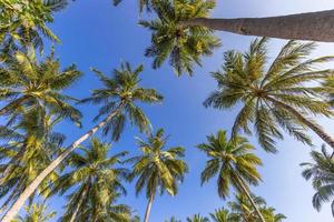 Palm trees with a clear blue sky. Exotic tropical nature pattern, foliage. Green trees under blue sky. Idyllic natural landscape background, beautiful botany ecology concept photo